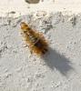 Drilus sp.
